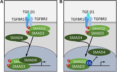 Inhibition of TGF-β and NOTCH Signaling by Cutaneous Papillomaviruses